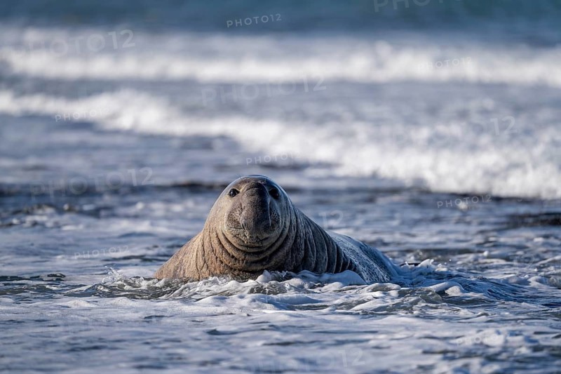 Southern elephant seal (Mirounga leonina), male, surfacing in the surf and facing the camera, Atlantic coast, Valdés Peninsula, Chubut Province, Argentina