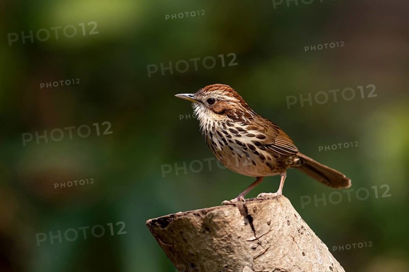 Puff-throated Babbler (Pellorneum ruficeps shanense), Yunnan, China