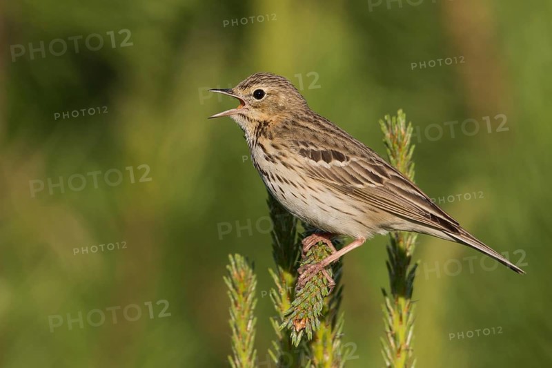 Tree Pipit - Baumpieper - Anthus trivialis ssp. trivialis, Russia