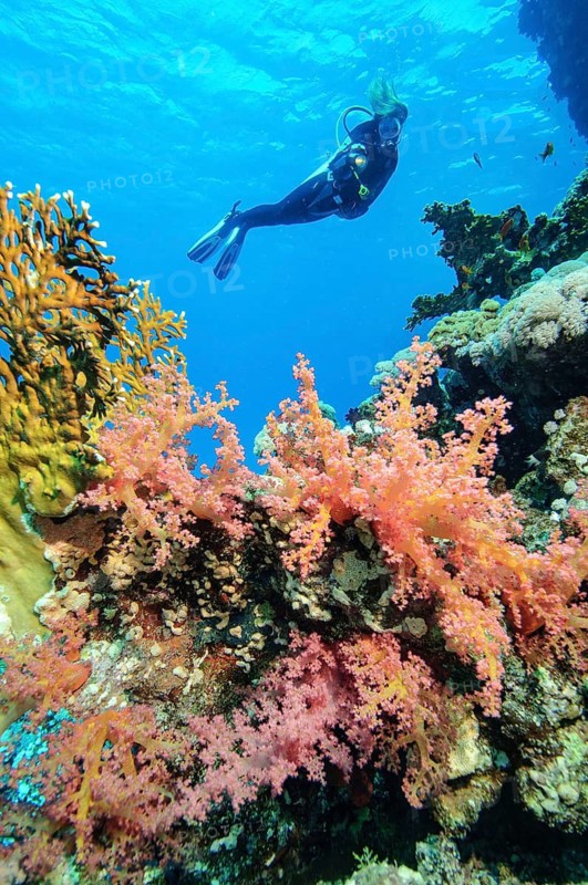 Underwater photograph of a diver swimming through a narrow canyon in a coral reef, in the foreground, on the left, are fire corals (Millepora dichotoma), and in the centre, colourful soft corals (Dendronephthya), Red Sea, Safaga, Hurghada, Egypt