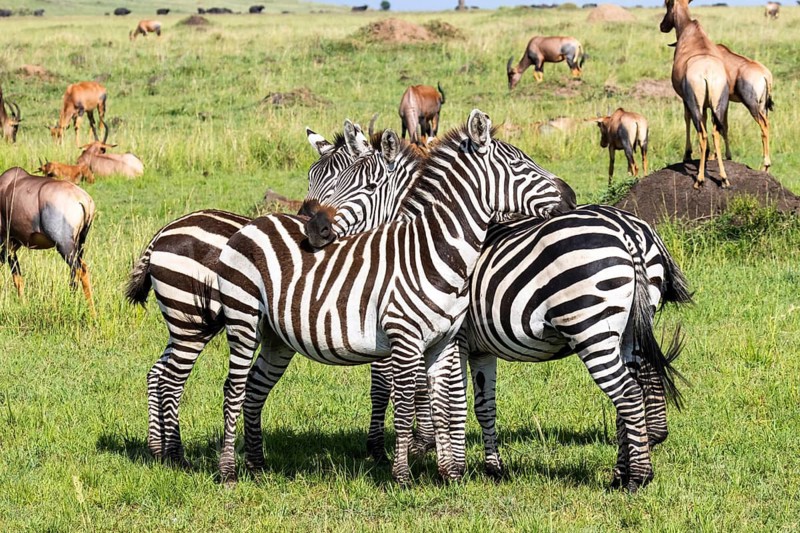 Plains zebras (Equus quagga) huddle together for protection in the Masai Mara, Kenya