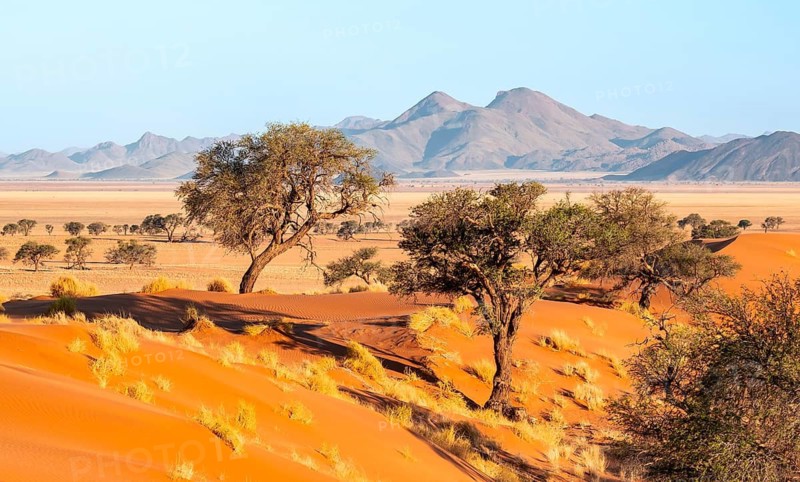 Evening atmosphere, sand dunes with trees, landscape in the NamibRand Nature Reserve, Naukluft Mountains in the background, Namib Desert, Namibia