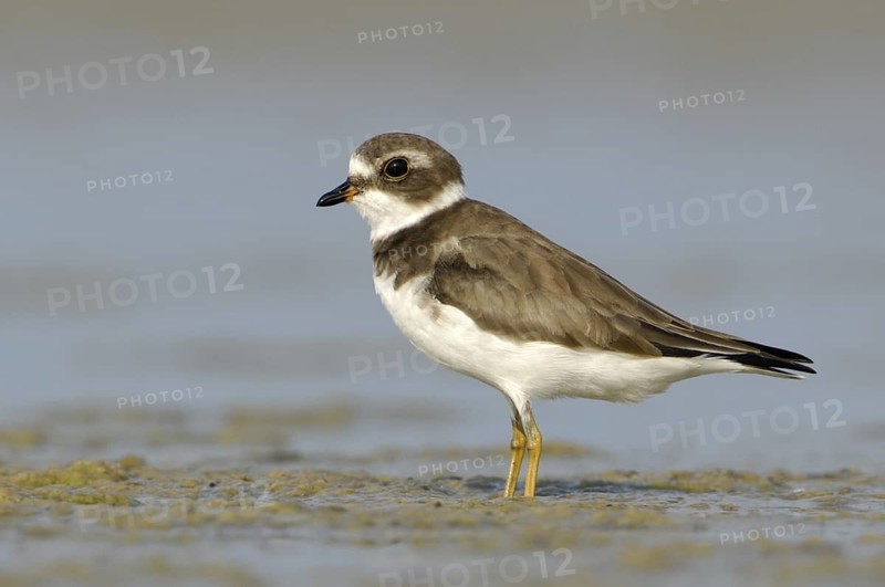 Semipalmated Plover (Charadrius semipalmatus), Texas, USA