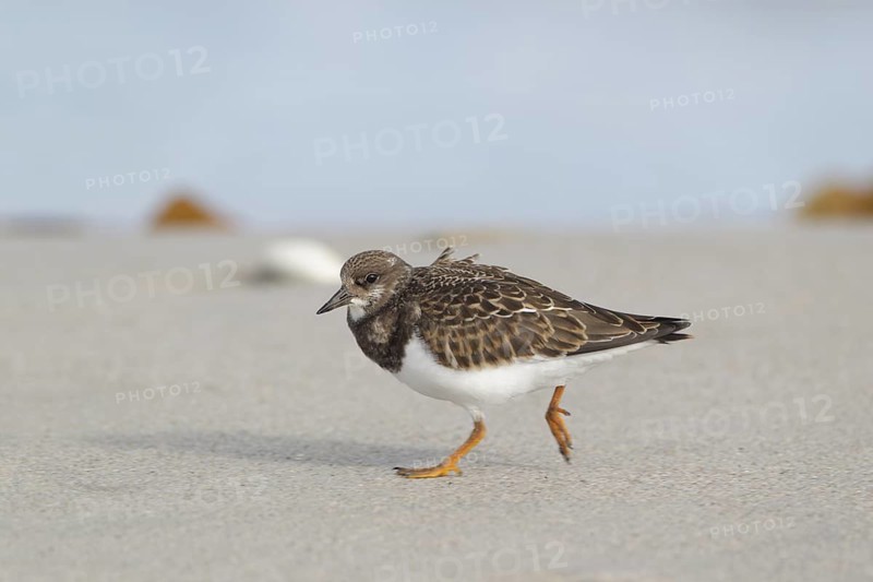 Steinwälzer; lat. Arenaria interpres; am Sandstrand laufend; Nordseestrand; Düne von Helgoland