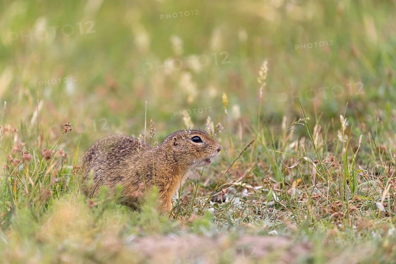 One European ground squirrel (Spermophilus citellus) or European souslik sitting in grass and feeding on seeds