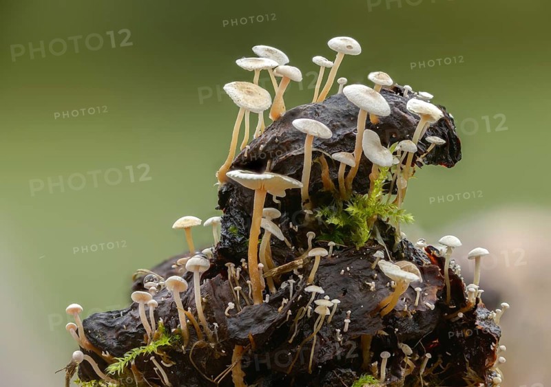 Collybia amanitae, collybia cirrhata, microcollybia cirrhata, piggyback shanklet, rapeseed, silky sclerotic carrot, silky dwarf broom, fungi, fungus, mushrooms