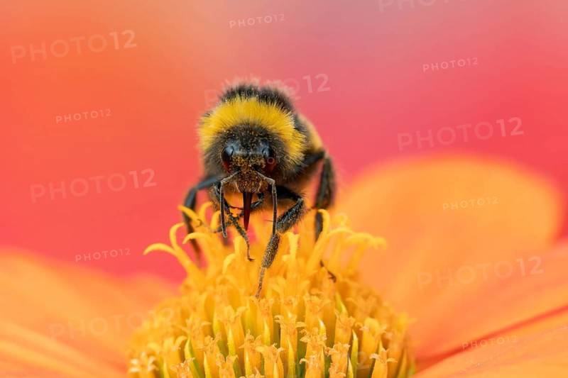Buff tailed bumblebee (Bombus terrestris) adult bee insect on a garden Mexican sunflower (Tithonia spp) flower in summer, Suffolk, England, United Kingdom