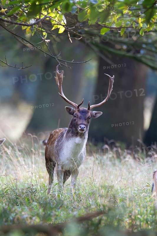 Fallow deer (Dama dama) adult male buck in a woodland, England, United Kingdom