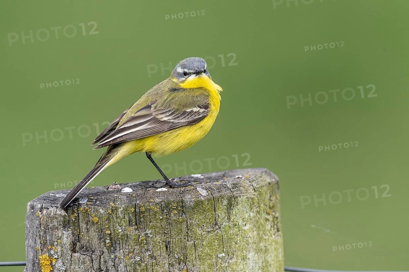 Yellow wagtail (Motacilla flava), Lower Saxony, Germany