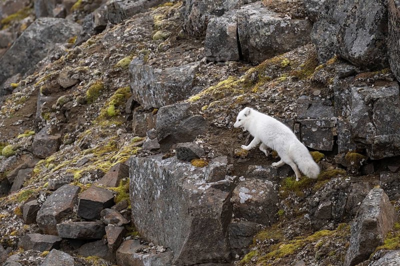 Running Arctic fox (Vulpes lagopus) in winter coat, Straumsland, Spitsbergen, Svalbard, Norway
