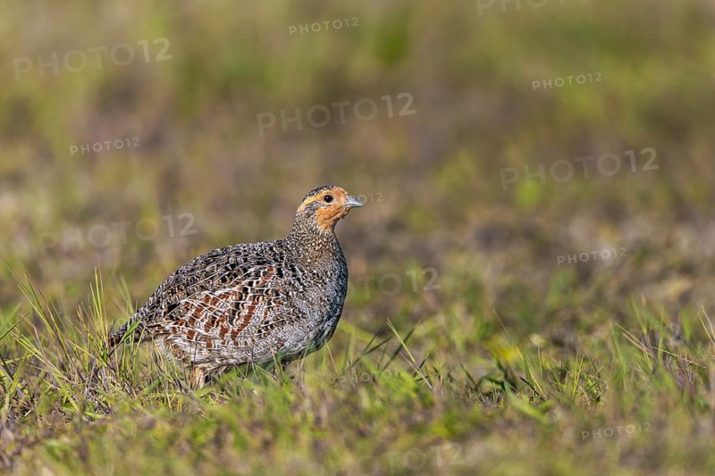 The female grey partridge (Perdix perdix) rarely interrupts her search for food, relying on the male's vigilance, Denmark