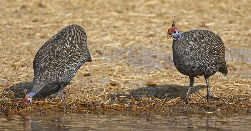 Helmeted Guineafowl (Numida meleagris), Oshikoto, Namibia