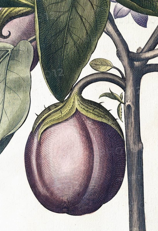 Aubergine (Solanum melongena) or egg plant, hand-coloured copperplate engraving by Basilius Besler, from Hortus Eystettensis, 1613