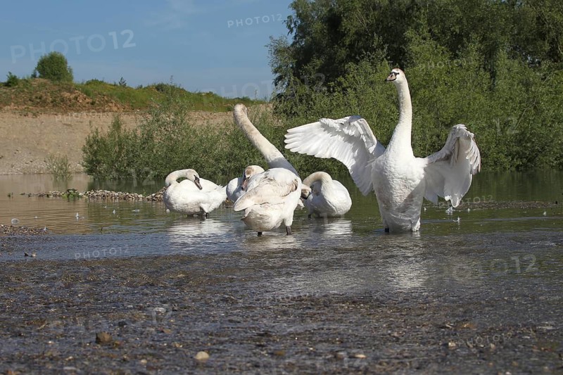 Mute swan (Cygnus olor) Feather care in the shallow water of a gravel pit, Allgäu, Bavaria, Germany, Allgäu, Bavaria, Germany