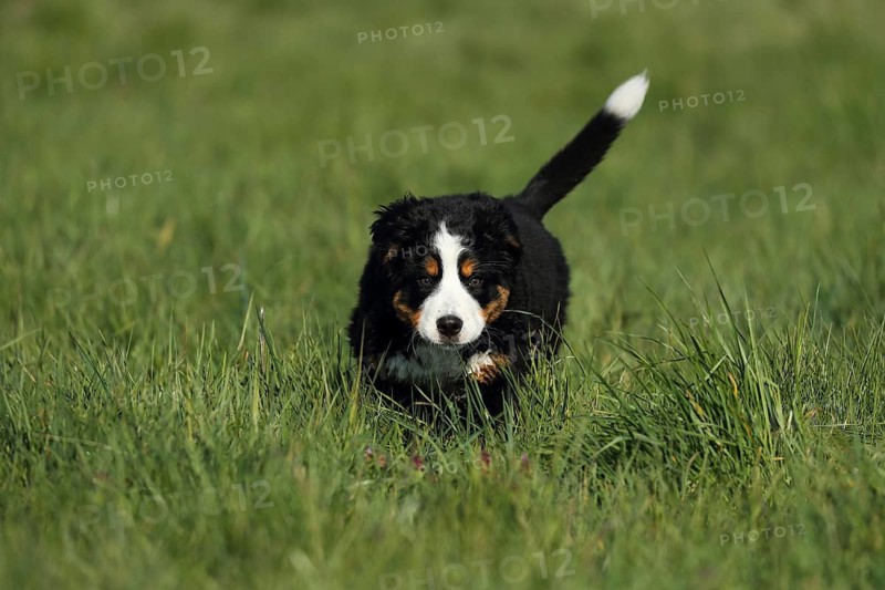 A young Bernese cattle dog running across a green meadow, a Bernese cattle dog (Canis lupus familiaris) playing in a meadow, running, puppy, young dog, Baden-Württemberg, Germany
