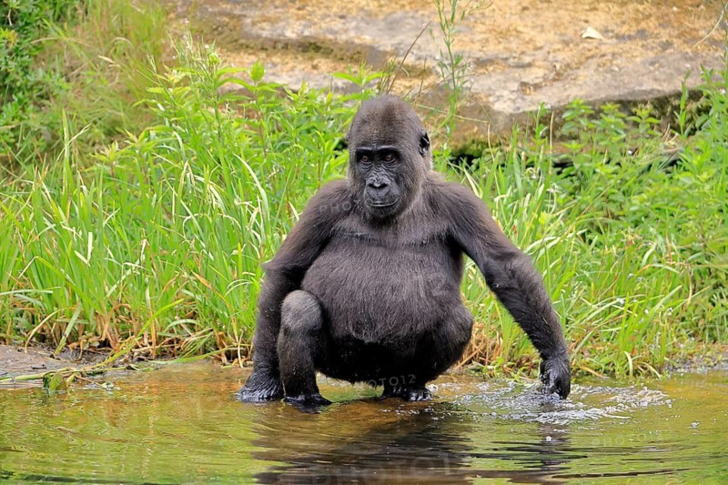 Western gorilla (Gorilla gorilla), young animal, at the water, alert