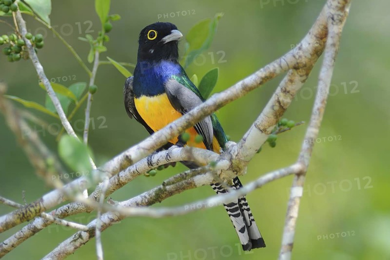 Guianan Trogon (Trogon violaceus), Guatemala