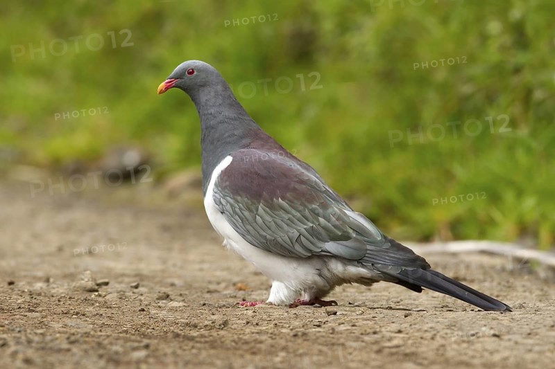 Chatham Pigeon (Hemiphaga chathamensis), Chatham Island, New Zealand