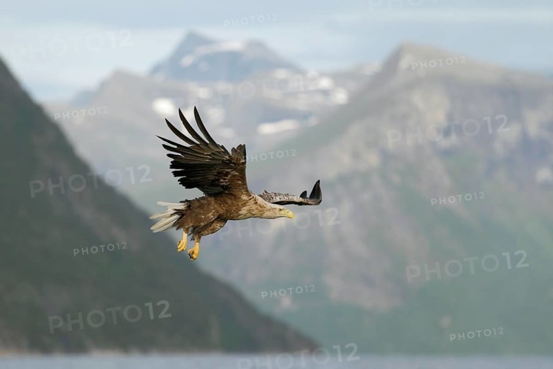 Seeadler; lat. Haliaeetus albicilla; im Abwärtsflug mit hängenden Fängen über dem Romsdalfjord mit schneebedeckten Gipfeln