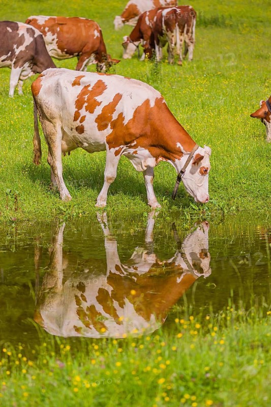 Holstein Friesian cattle stand on a green meadow at a puddle and drink. A reflection of the cows and the mountains can be seen in the puddle. Eng Valley, Austria