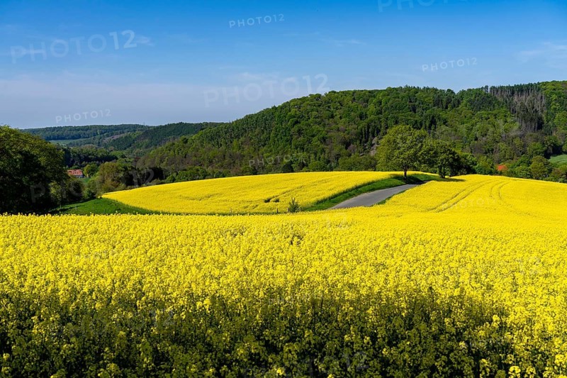 Small country road through rapeseed fields in full bloom, spring in Elfringhauser Schweiz, hilly landscape south of the Ruhr here near Hattingen-Elfringhausen, transition to the Bergisches Land, North Rhine-Westphalia, Germany
