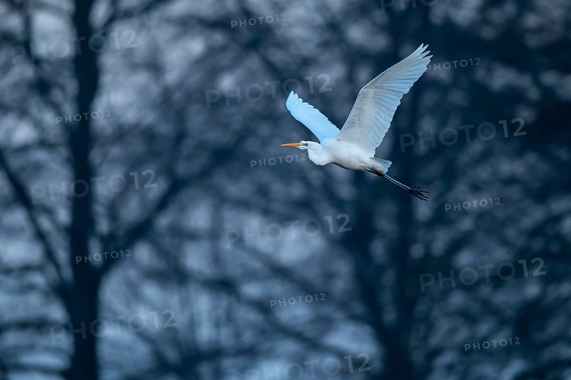 Great White Egret (Ardea alba, syn.: Casmerodius albus, Egretta alba), Dümmer, Lembruch, Lower Saxony, Germany