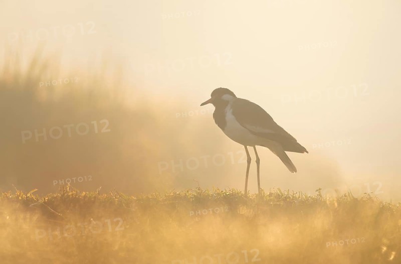 A white-breasted waterhen (Amaurornis phoenicurus) in the grass during a misty sunrise, Gazipur, Bangladesh