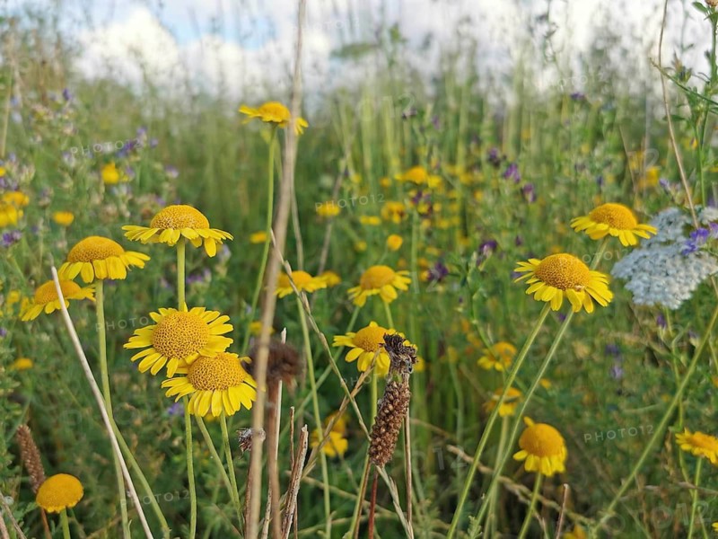 Yellow flowers, dyer's chamomile (anthemis tinctoria) in close-up blooming on a summer meadow under a clear sky, Franconian Forest nature park Park