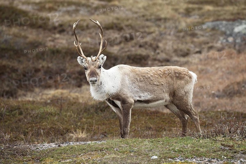 Reindeer (Rangifer tarandus) in the tundra, Lapland, Finland, Scandinavia