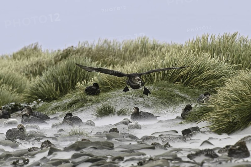 Southern Giant Petrel (Macronectes giganteus), Falkland Islands