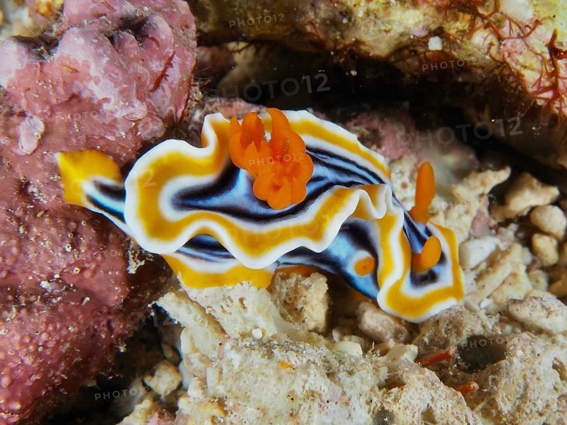 White nudibranch with black and orange stripes, magnificent star snail (Chromodoris magnifica), on a reef, dive site SD, Nusa Ceningan, Nusa Penida, Bali, Indonesia
