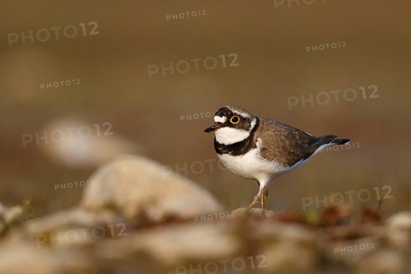 Little Ringed Plover (Charadrius dubius) male, North Rhine-Westphalia, Germany
