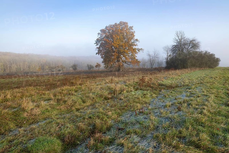 English oak (Quercus robur), solitary tree in a meadow, in autumn with yellow discoloured leaves, grass with hoarfrost, blue sky, fog, Thuringia, Germany