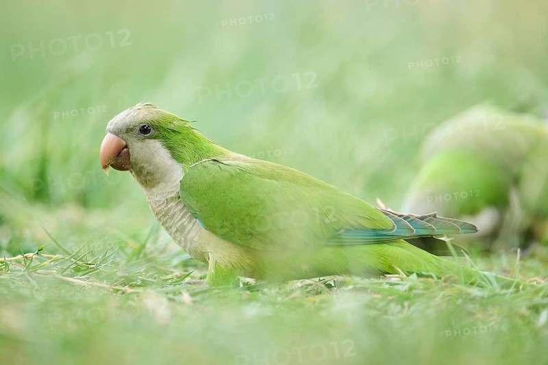 Monk parakeet (Myiopsitta monachus) wildlife on a meadow, Catalonia, Spain