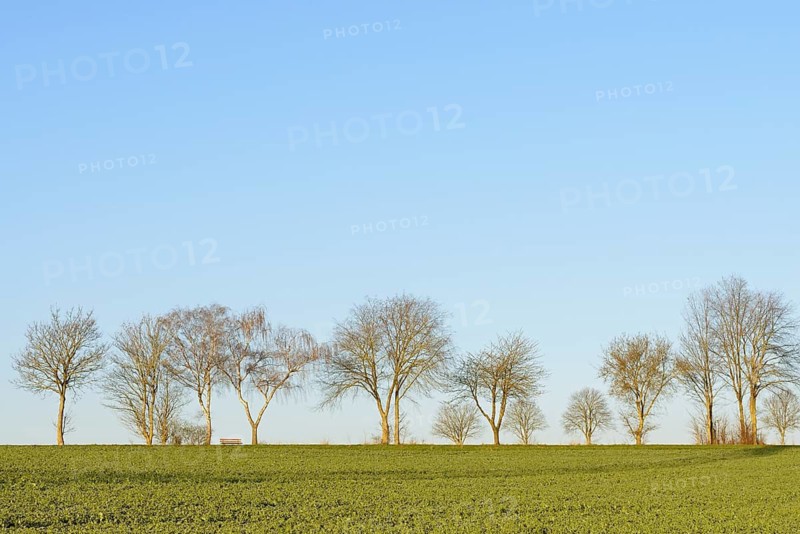 Row of trees, bare deciduous trees at the edge of a field with a bench, blue sky, North Rhine-Westphalia, Germany