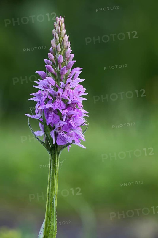 Western marsh orchid (Dactylorhiza majalis) on the Hochrhönstraße, Bavaria, Germany