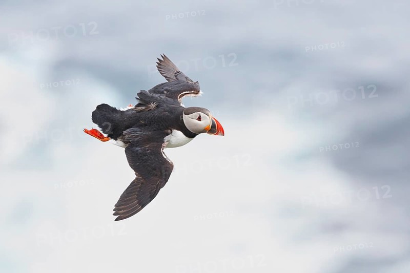 Atlantic Puffin (Fratercula arctica) flying, Grimsey Island, Iceland