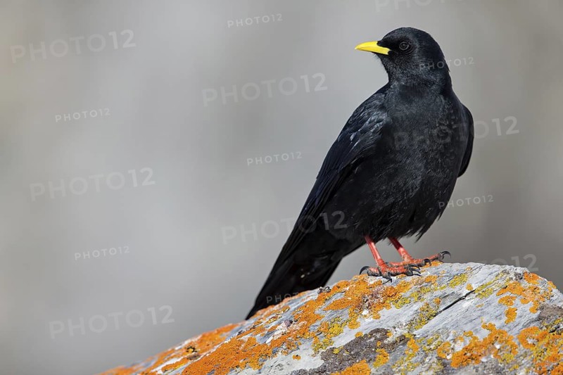 Alpine chough, (Pyrrhocorax graculus), animals, birds, ravens, jackdaw, family of corvids, stands on rocks, lichens, Gemmi Pass, Valais, Switzerland