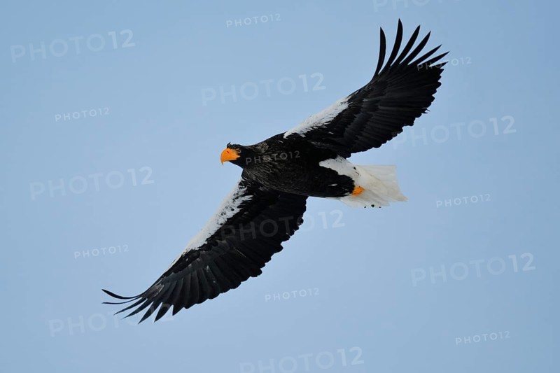 Steller's Sea Eagle (Haliaeetus pelagicus) flying, Hokkaido, Japan