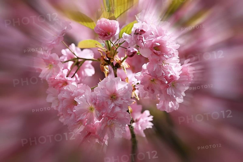 Japanese Cherry, Oriental Cherry, Japanese Cherry Tree, Japanese Blossom Cherry Tree (Prunus serrulata), zoom effect