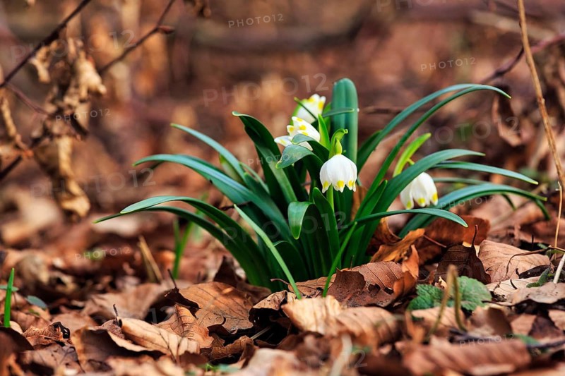 Spring knot flower (Leucojum vernum), spring snowflake on the forest floor, deciduous forest, Schweineberg nature reserve, Hameln, Lower Saxony, Germany