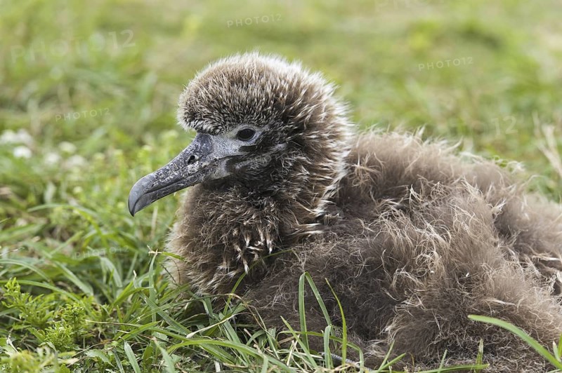 Laysan Albatross (Phoebastria immutabilis), Hawaii, USA