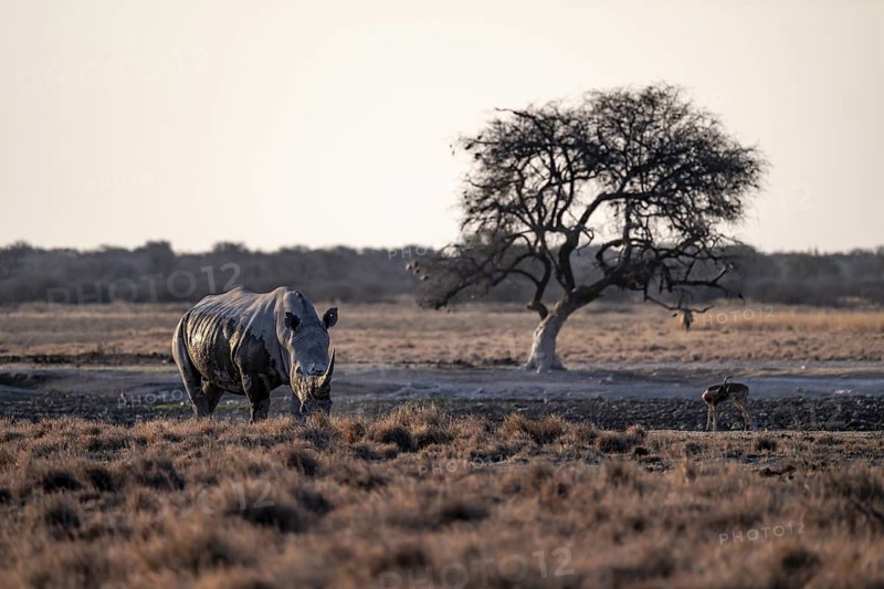Southern white rhinoceros (Ceratotherium simum simum), Khama Rhino Sanctuary, Serowe, Botswana
