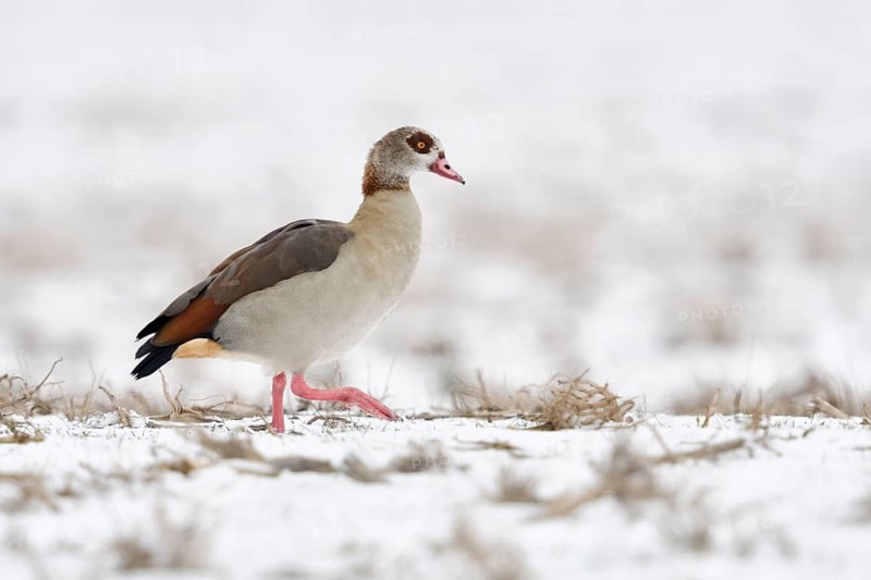 Kräftige Füße... Nilgans *Alopochen aegyptiacus* läuft im Winter bei Schnee über einen Maisacker
