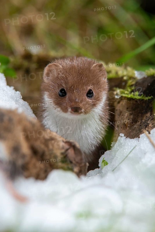 Carnivora, least weasel, mouse weasel, mustela nivalis, predators, prey, capture, high size, portrait format, hunting, hunting, mammals, raptors, snow, mammals, winter