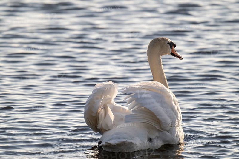 Mute swan (Cygnus olor), evening light, Bagges Dæmning, Ringkøbing Fjord, Denmark