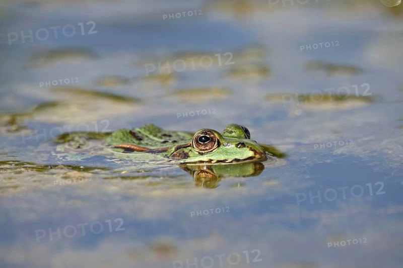 Frog in a pond, June, Saxony, Germany