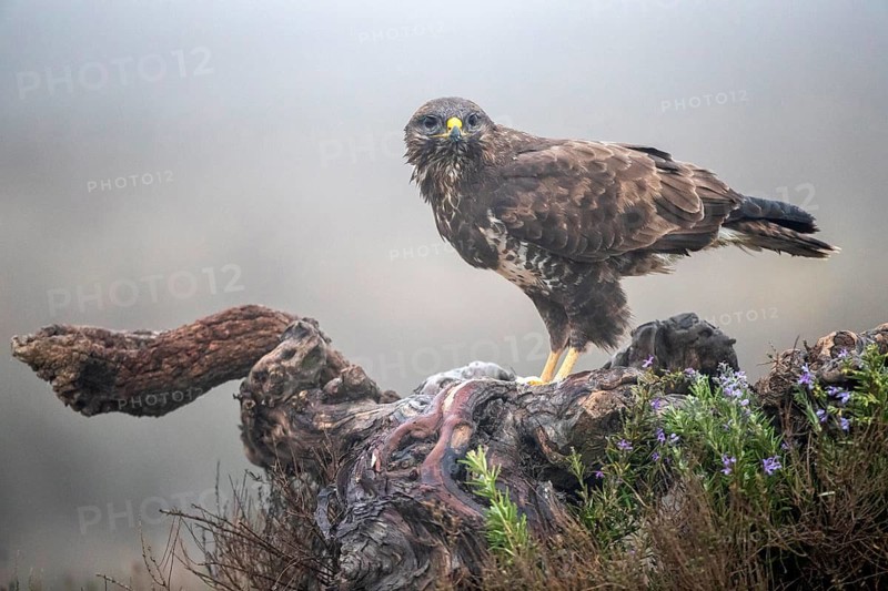 Common Buzzard (Buteo buteo), Castile-La Mancha, Spain