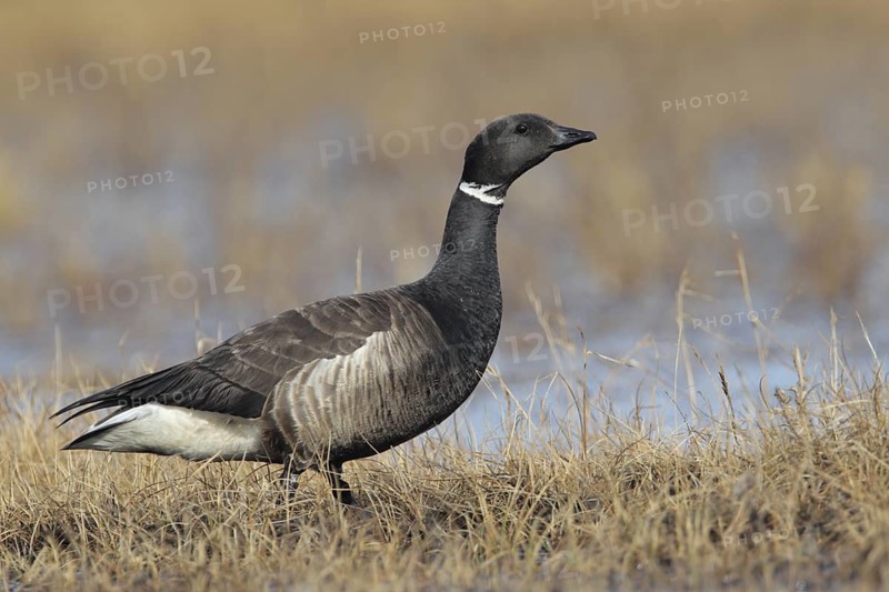 Brant Goose (Branta bernicla), Alaska, USA