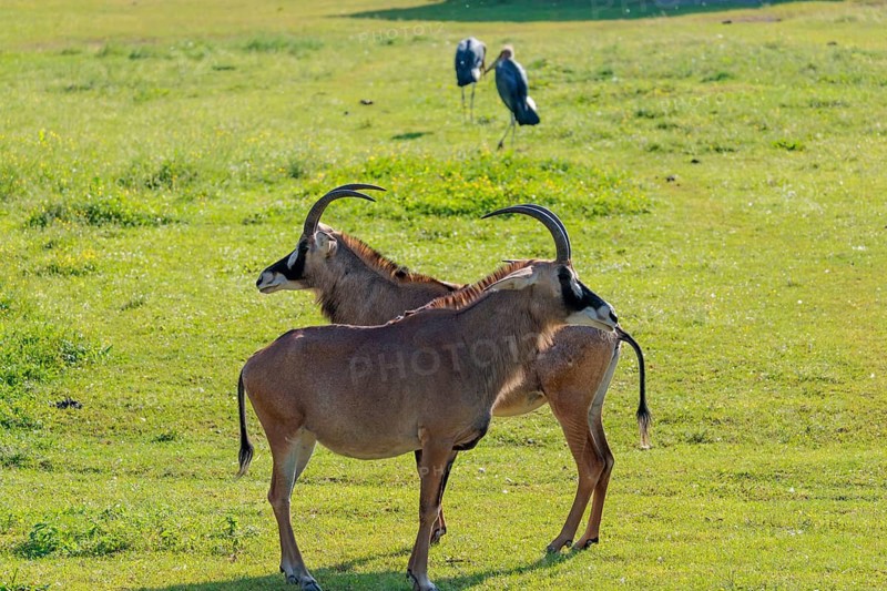 Two female roan antelopes (Hippotragus equinus) and some marabou storks (Leptoptilos crumenifer) stand in a green meadow. South Africa